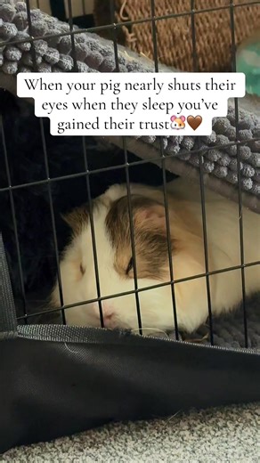 Building Trust with Your Guinea Pig