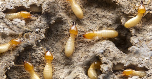 Campbell Law PC Shares What Homeowners Need to Know About Termite Threats This Swarm Season