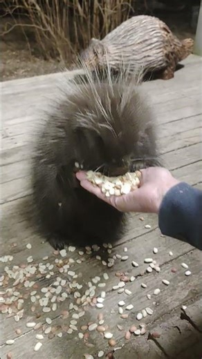 Muffin has abandonment issues #wildlife #porcupines #cute