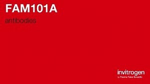 FAM101A antibodies from Thermo Fisher Scientific