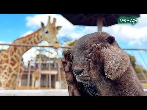 Otters Visit the Aquarium & Zoo! Non-Stop Funny and Cute Reactions!
