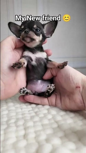 Meet the Smallest, Cutest Chihuahua Puppy Ever! 🐶❤️