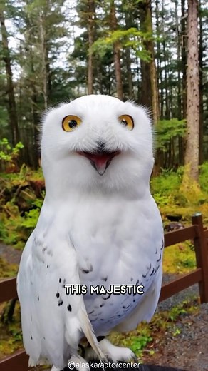 451K views · 44K reactions | Snowy Owl 黎 Hedwig In Real Life #snowyowl #snowyowls #hedwig #owl #owlsofinstagram #owls #owllover #owllove #hedwigowl #owlsome | 1 Minute Animals | Facebook