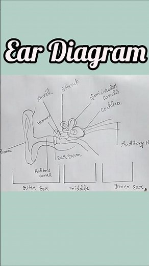 Internal Ear Anatomy//How To Draw Human Ear//Internal Ear Diagram//Ear Diagram #shorts #ear #biology