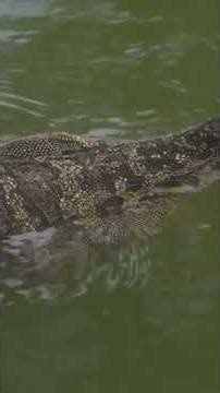 Nile Monitor vs Snakes | Part 1