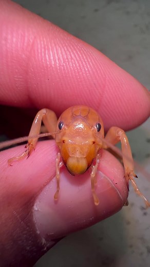 Fascinating Facts About Jerusalem Crickets