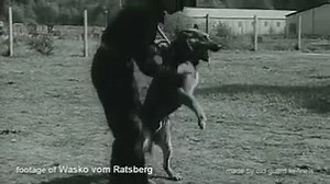 321K views · 4.6K shares | EX DDR GERMAN SHEPHERD | German Shepherd Work-Line | Facebook