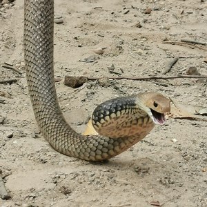 Eastern Brown Snake | Common SC Snakes | Snake Rescue