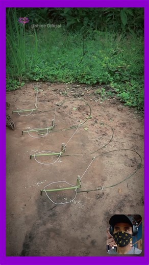 Quail traps easy homemade 😱😲 #birds #trap #nature