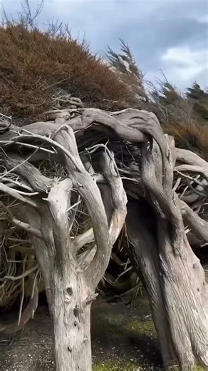 Slope Point New Zealand!! #facts #newzealand #viral #information #discover