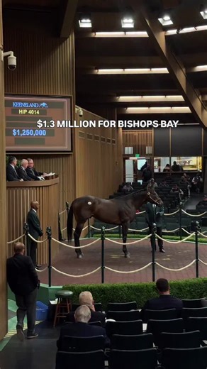 Pedro Lanz went to $1.3 million for multiple graded stakes winner Bishops Bay as agent for KAS Stables at @keenelandsales November Horses of Racing Age Sale. Lanz discussed possible plans for the new acquisition, which could include running again in New York this year in the Cigar Mile (G2). “We talked to Brad Cox and that’s a possibility,” Lanz said. “If it’s too soon for the horse, we have the option to continue training the horse in quarantine for the King’s Cup (otherwise known as The Custod