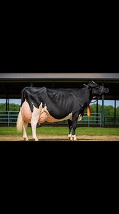 137K views · 4.1K reactions | Top class hf cow  #dairyfarm #dairyfarming #reel #viral #cow | Farming .Life | Facebook