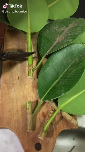 Propagamos gomero o ficus elástico por esqueje y en agua! Cambiar el agua cada 4 o 4 días para evitar la proliferación de larvas de mosquitos 🦟. Dejar como maximo 3 hojas, porque si tiene muchas hojas se deshidrata y no tiene energía para sacar raices. Por mas que nos duela lo ideal es dejarle 1 hoja para que tenga mas fuerza. La epoca ideal para hacer esto es en primavera! #gomero #ficus #ficuselastica #arboldecaucho