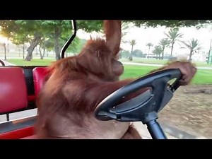 MONKE driving golf cart // It Was A Good Day