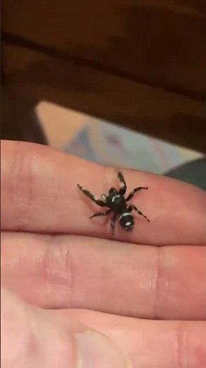 Phidippus audax bold jumping spider #jumpingspider #animals #adorable #phidippus