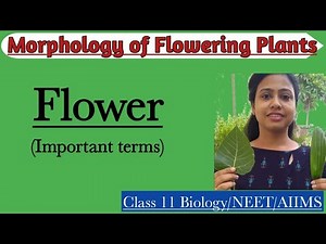 Flowering Plants | Flower - Important terms | Morphology of Flowering Plants | Class 11 Biology/NEET