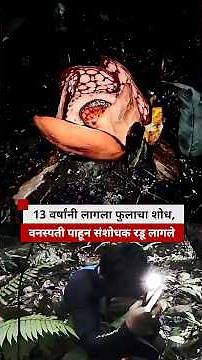 13 वर्षांच्या शोधानंतर 'हे' फूल सापडताच संशोधकाला रडू कोसळलं | Rafflesia Hasseltii Plant | BBC