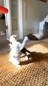 Dog’s excited for visitors, cat’s observing them from the shadows! 🐕🎉👁️🐱 #GoofyPets #FunnyAnimals #SillyCritters #PetHumor #FurryFun | Denzel Chama Sadakah