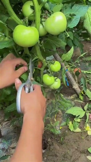 Agriculture output