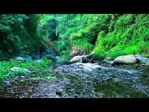 Refreshing Forest River for Healing, Relaxation and Inner Calm