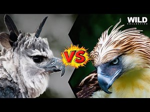 Philippine Eagle vs Harpy Eagle - in 2 Minutes