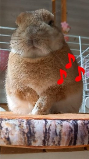Rabbit Dance 14: Funny Fluffy Steps