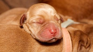54K views · 3.8K reactions | 1 Day Old Fox Red Labrador Puppies! | Life With Labradors | Facebook