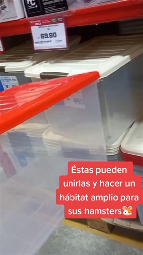 Hábitat Ideal para Hámsters: Guía Completa