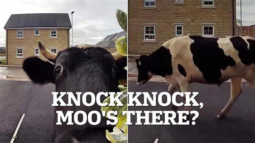 Moment Ring doorbell alerts homeowner to a cow on her driveway