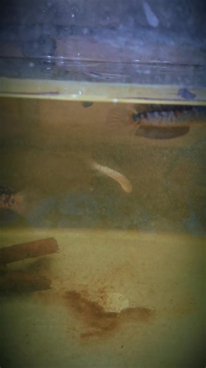 Exploring Aquatic Species: Stewartia and Auranti