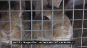 Rabbit Housing Options