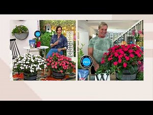 Phillip Watson Designs 6-Piece Live Assorted SunPatiens on QVC