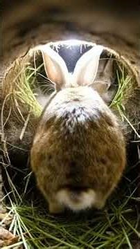 GoPro Rabbit POV: Tunnel Adventure Revealed