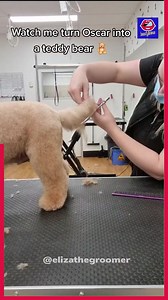 159K views · 267 reactions | Watch Me Turn Oscar Into A Teddy Bear #dog #dogs #grooming #love #fyp | Beautylicious | Facebook