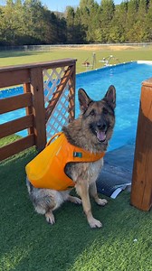 20K views · 1K reactions | Watch Benson, our energetic German...