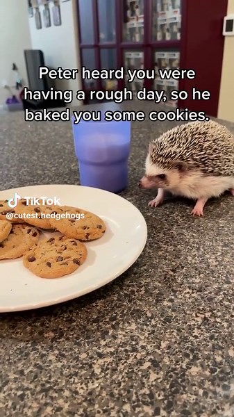 Adorable Pygmy Hedgehog Video Featuring Cute Moments