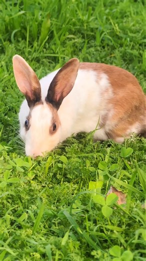 Catching rabbit Sound cute pet debut plan, original Rabbit voice sounds #rabbit​ #animals​ #cute​