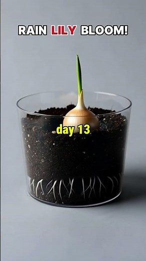 Rain Lily Growing From Bulb to Bloom 🌸