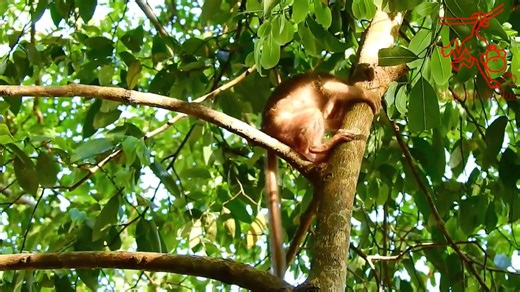 23K views · 475 reactions | Smart & Brave Baby Goldie Run From Tara Kidnaped Climbing High, But Can't Escaped | Irma Javi | Facebook