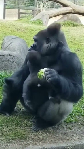 Dad Gorilla Was Just Trying to Eat… Then He Snapped 😂🦍 #shorts