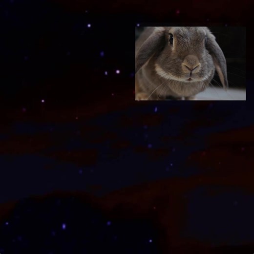 33K views · 1K reactions | Thank you all for your words, messages and love. And through all of you her legacy will always live! Thank you my dear Javier Nicolas Iñiguez Cervantes for this tribute to our special Star! (Background music: Forgoteen Tears by Magnus Ringblom) | Valentine The Bunny | Facebook