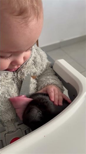Dog Gently Licks Baby's Leftovers Away || ViralHog