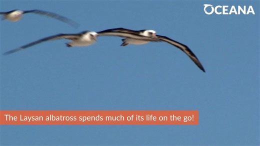 4.8K views · 115 reactions | 諾 With wingspans over 6 feet, the Laysan albatross spends much of its life on the go! | Oceana | Facebook