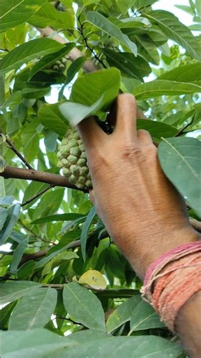 Fresh custard apple harvested #nature #farming #custardapple #shorts