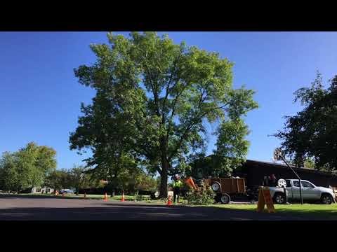 Ash tree structural prune timelapse
