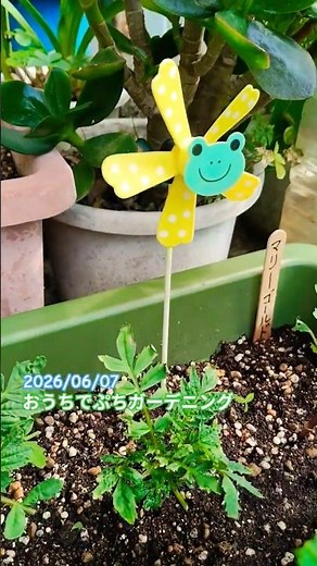 06/07 種から成長 マリーゴールド おうちでぷちガーデニング マリーゴールド #plants #花 #marigold #garden #鉢植え #マリーゴールド
