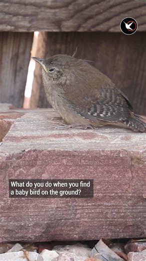 Found a baby bird on the ground? #babybird #birdingbyear #alison_kondler | Birding By Ear