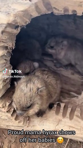 Meet the Adorable Hyrax: Nature's Smallest Mammal