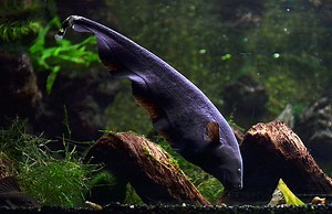 7 Facts About the Black Ghost Knifefish - Aquapparel