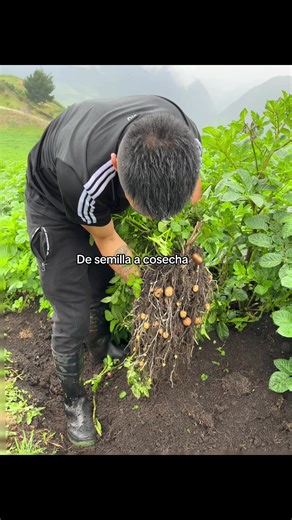 Produciendo en campo 💯🥔🌱👨🏻‍🌾 #agronomia #campo #agriculture #mexico🇲🇽 #viral